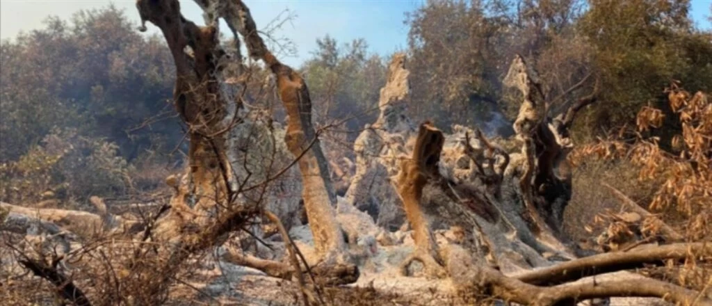 Βιβλική καταστροφή στην Εύβοια -Βίντεο από drone πάνω από τα καμένα και τα μέτωπα